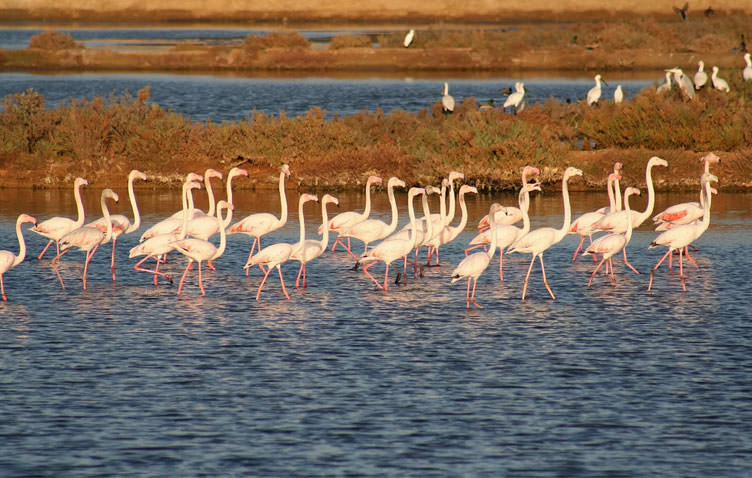 Ria Formosa